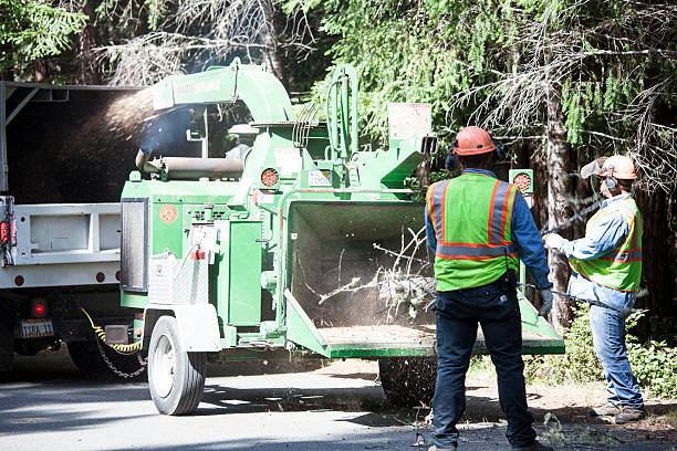 Best Root Management and Removal  in Ridgely, TN