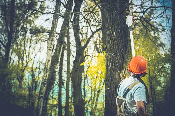 How Our Tree Care Process Works  in  Ridgely, TN